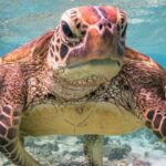 Comedy Wildlife Photography Award gesto obsceno de tartaruga vence premio de fotografia mais engracada de 2020 1 Copia