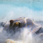 Through Your Lens Underwater Photo Contest confira as melhores fotos submersas de 2020 50