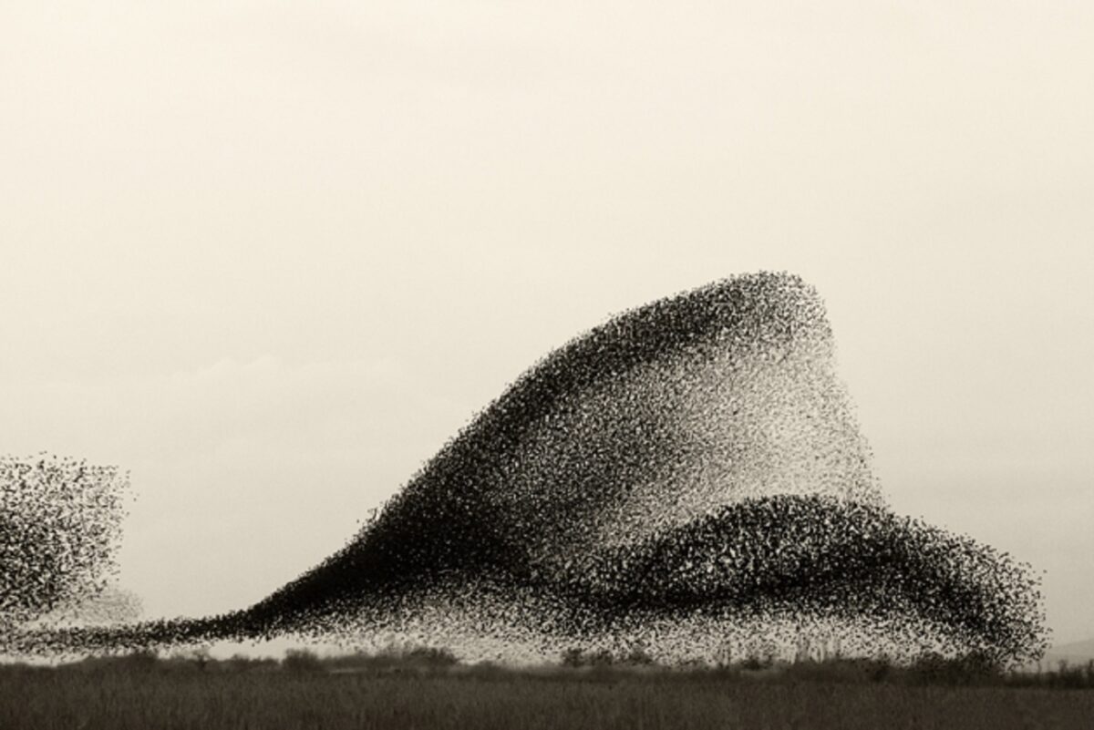 Solkaer fotografo registra migracao de passaros e cria obra de arte 1