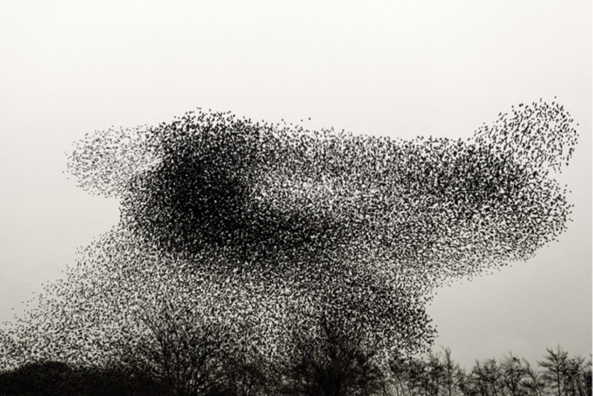 Solkaer fotografo registra migracao de passaros e cria obra de arte 2