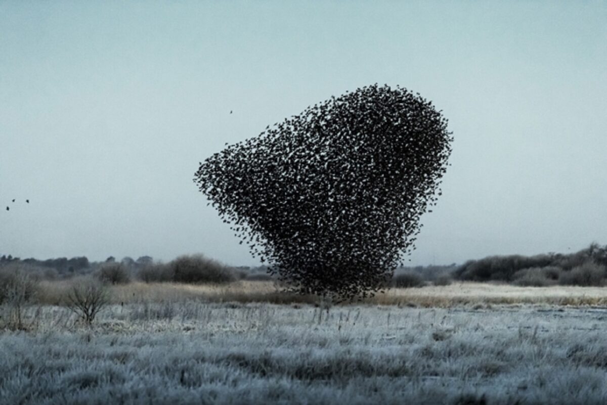 Solkaer fotografo registra migracao de passaros e cria obra de arte 3
