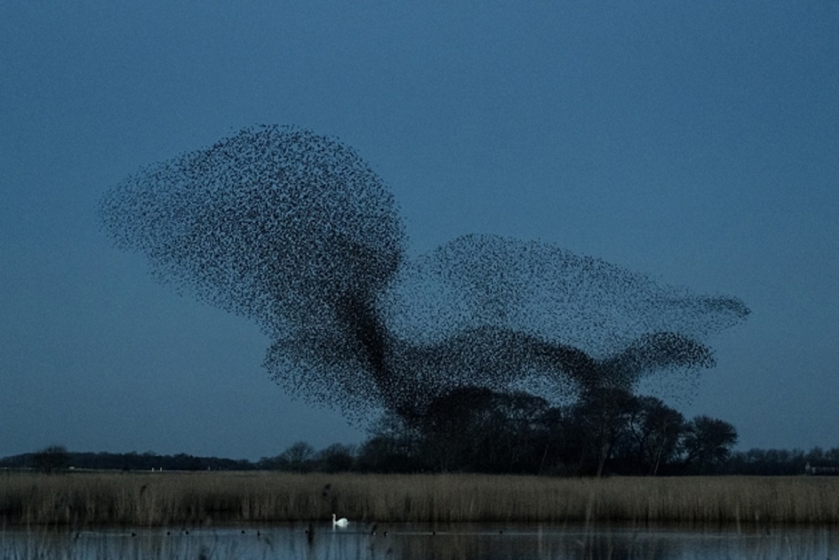 Solkaer fotografo registra migracao de passaros e cria obra de arte 50