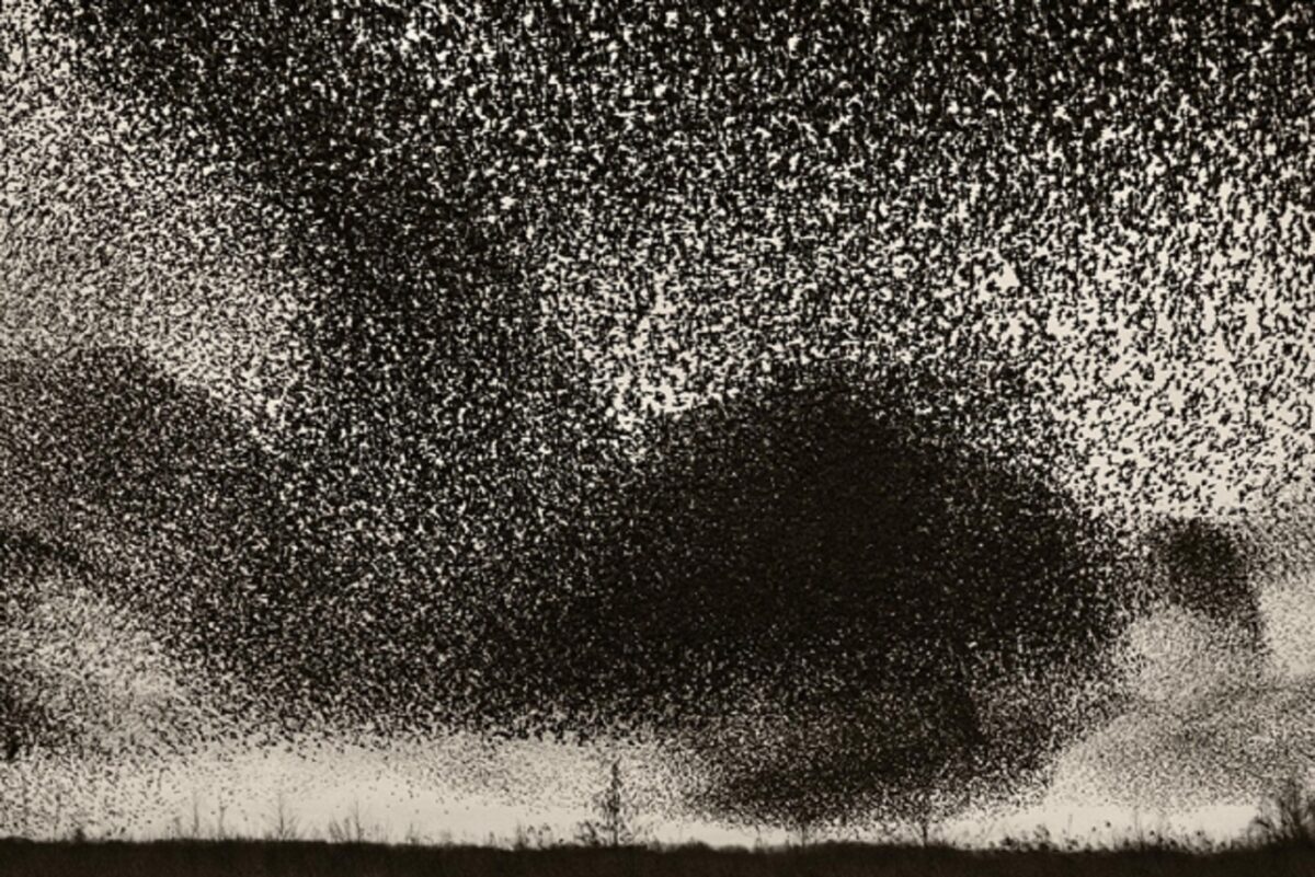Solkaer fotografo registra migracao de passaros e cria obra de arte 6