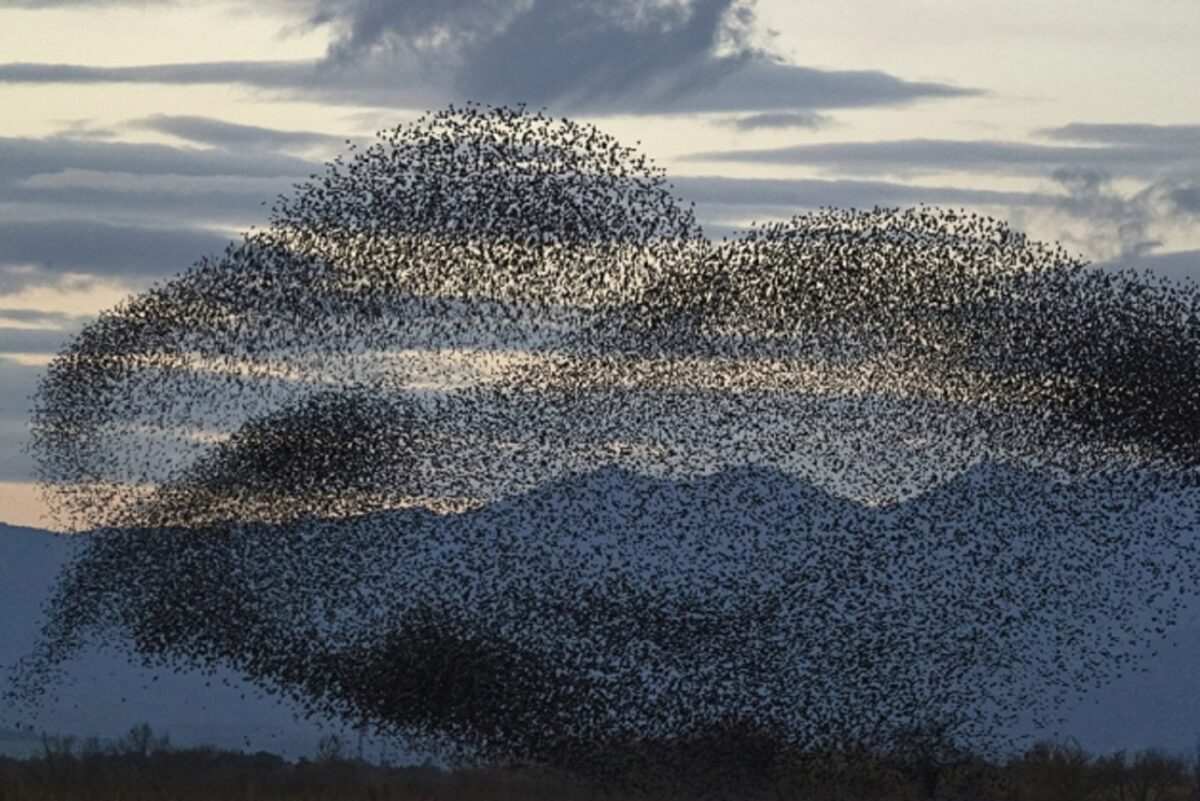 Solkaer fotografo registra migracao de passaros e cria obra de arte 7