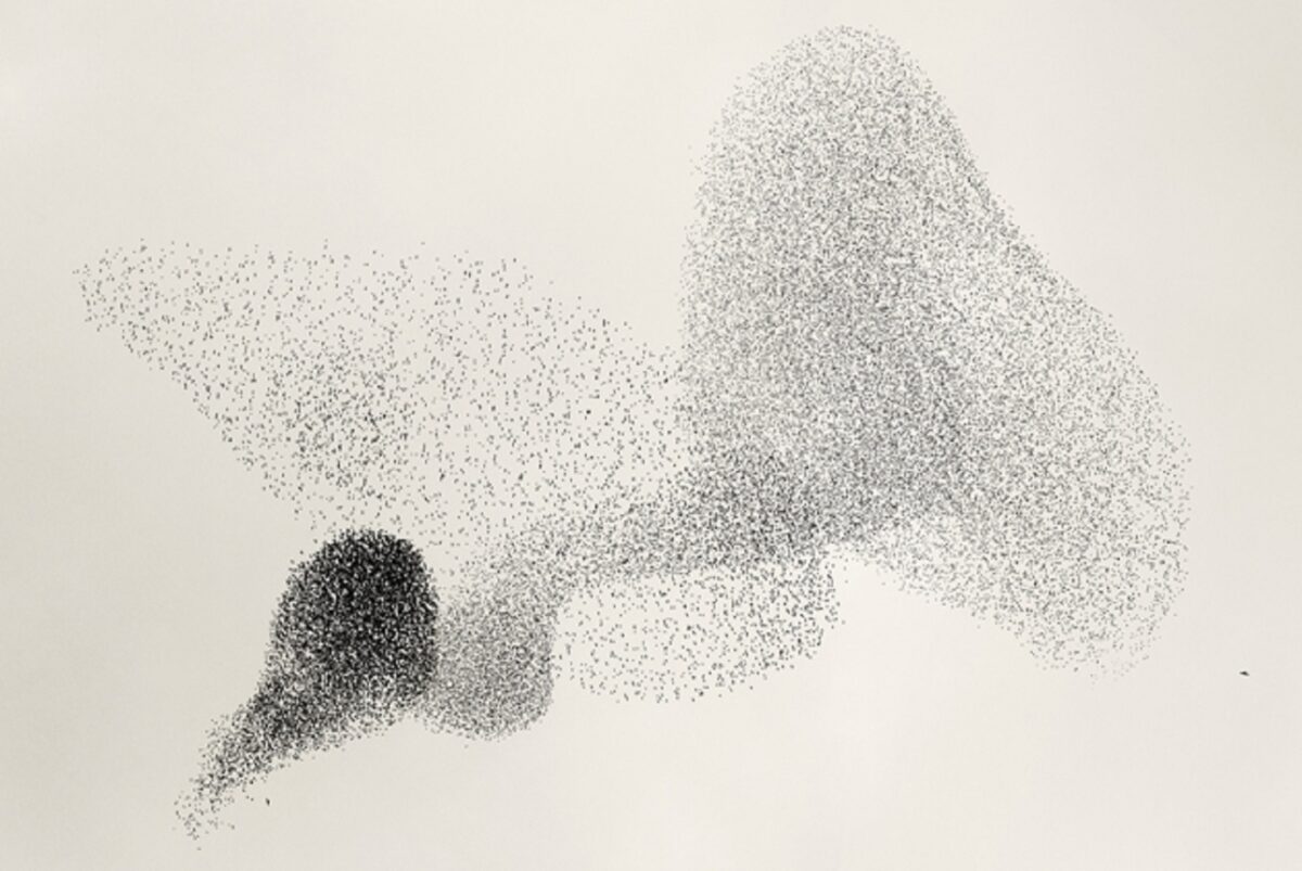 Solkaer fotografo registra migracao de passaros e cria obra de arte 8