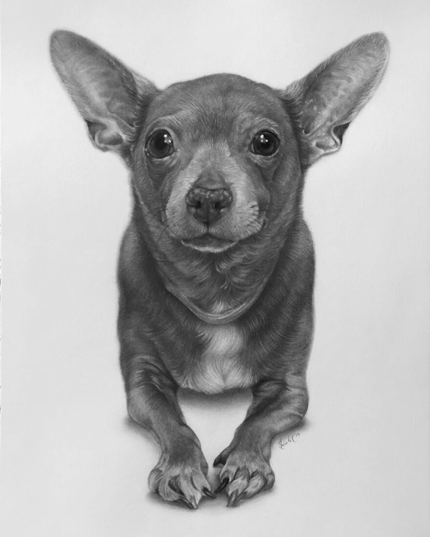 Helen Violet: artista canadense cria retratos realistas de animais de estimação a lápis