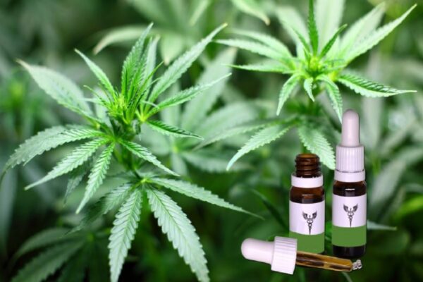 Camara dos Deputados aprova projeto que libera cultivo de cannabis medicinal 2