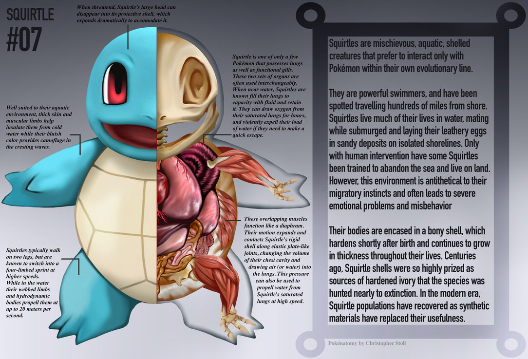 PokeNatomy projeto mostra como seria a anatomia dos personagens de Pokemon 5