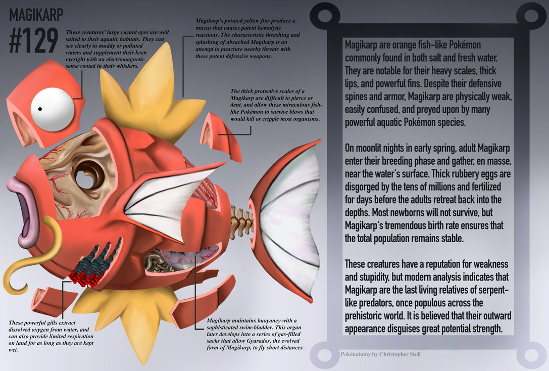 PokeNatomy projeto mostra como seria a anatomia dos personagens de Pokemon 9