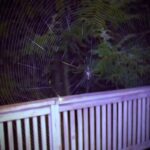 Vídeo de timelapse de aranha construindo uma teia