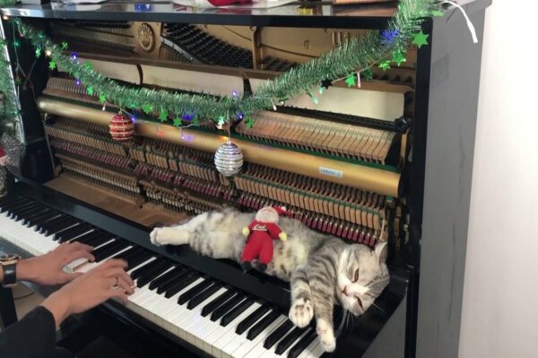 Gato dorme ao som de musicas de Natal no piano