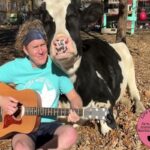 Homem toca covers de músicas dos anos 80 para vacas resgatadas