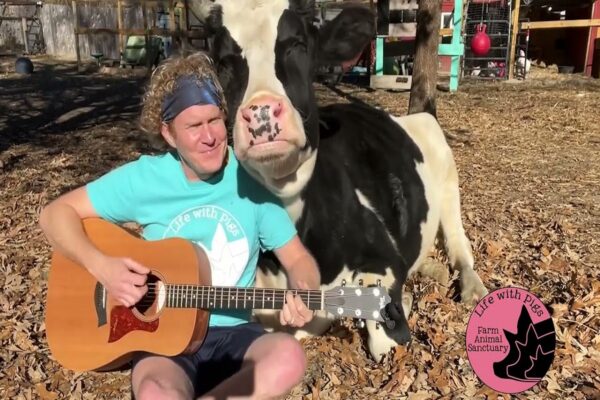 Homem toca covers de músicas dos anos 80 para vacas resgatadas