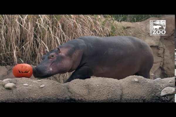 Hipopótamos famintos devorando abóboras gigantes inteiras