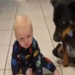 Cachorro paralisado ensina bebê a rastejar pelo chão da cozinha