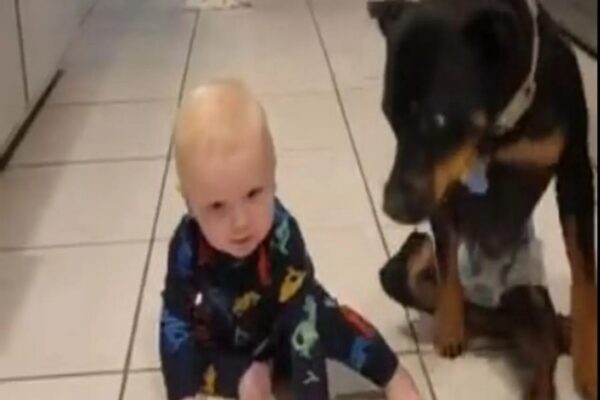 Cachorro paralisado ensina bebê a rastejar pelo chão da cozinha