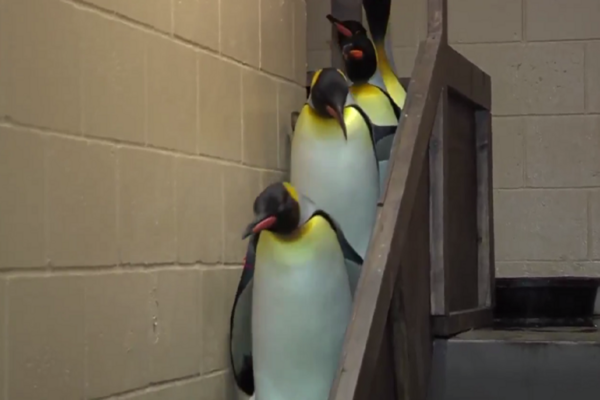 Stormtroopers pinguins acompanham o pinguim Darth Vader descendo as escadas
