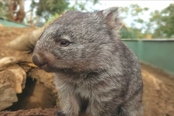 Bebê Wombat sendo adoravelmente fofo