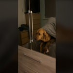 Cachorro sonolento rosna para seu próprio reflexo após 30 segundos diante do espelho