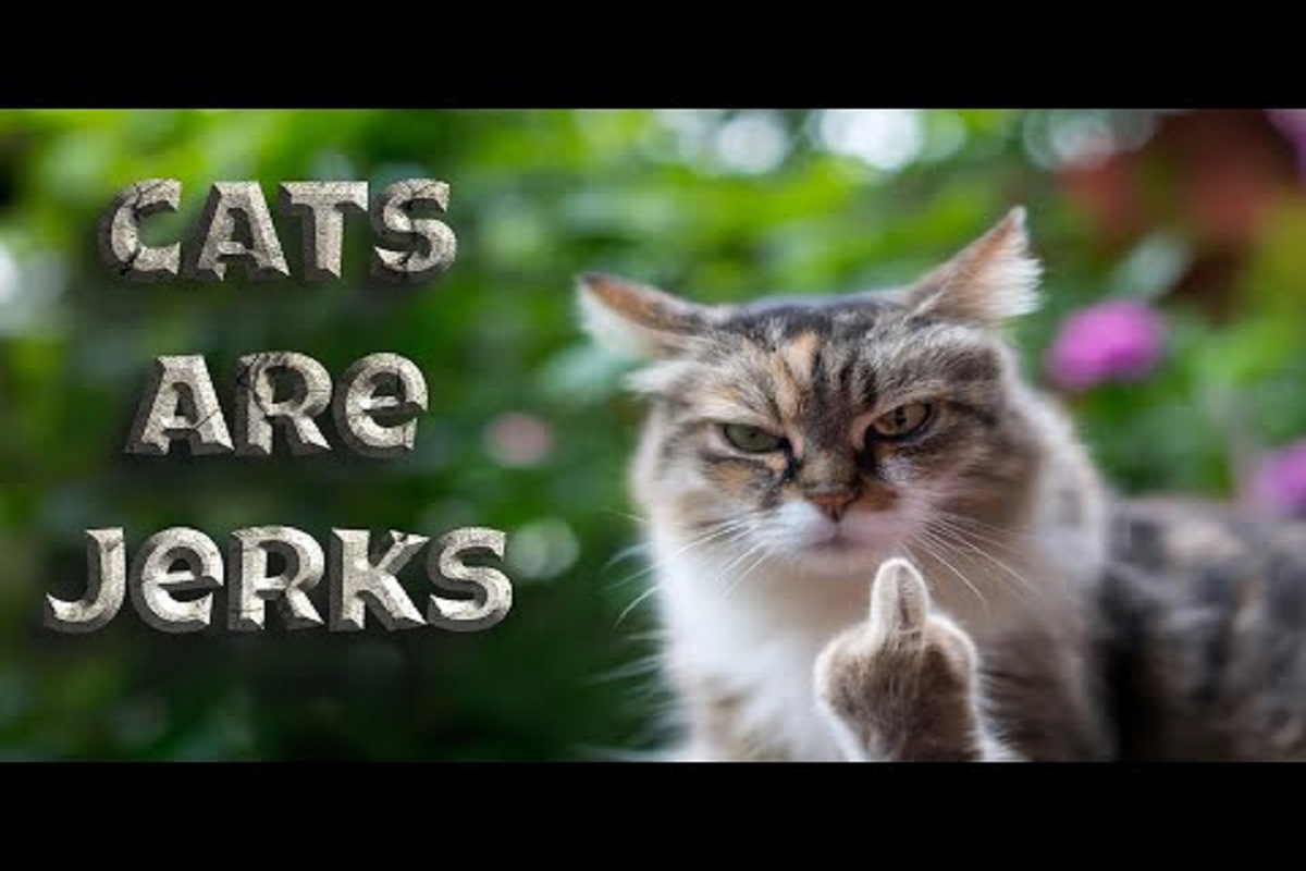 Compilação hilária de gatos agindo como gatos
