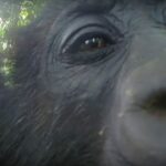 Família de gorilas fascinada com um espelho