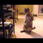 Gatos confusos tentando entender como funciona um DVD player