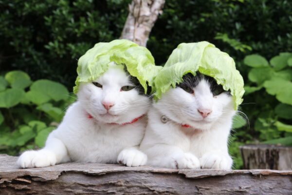 Gatos fofos com capacete de alface