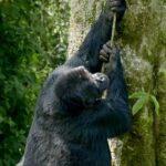 Gorilas trapalhões tentando subir na árvore e caindo de maneira divertida