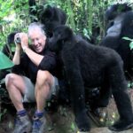 Família de gorilas da montanha recebe fotógrafo na floresta