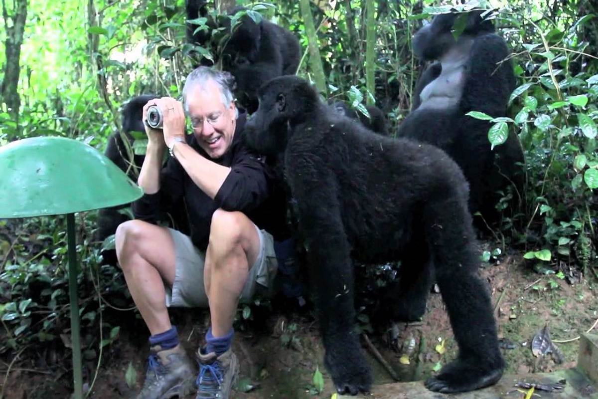 Família de gorilas da montanha recebe fotógrafo na floresta
