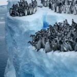 Filhotes de pinguim imperador saltando de um penhasco de 15 metros na Antártida