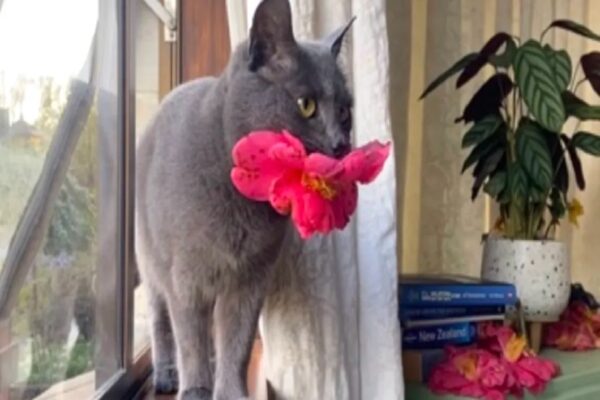 Gato traz flores para seu humano adotivo todos os dias