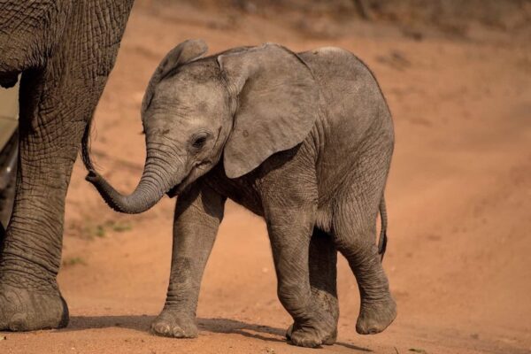 Bebê elefante enche cuidadora de abraços carinhosos e enlameados