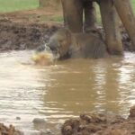 Bebê elefante toma banho de lama