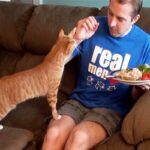 Compromissos que os humanos têm que fazer quando compartilham uma casa com gatos