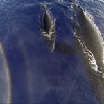 Drone registra mãe baleia jubarte e filhote emergindo da água