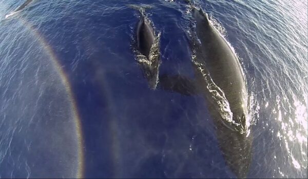 Drone registra mãe baleia jubarte e filhote emergindo da água
