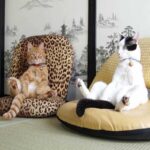 Gatos sentados em cadeiras como humanos