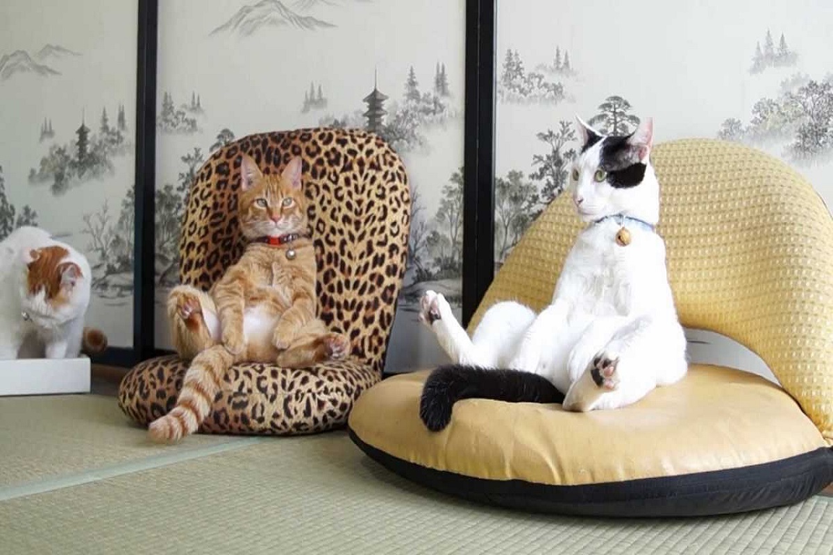 Gatos sentados em cadeiras como humanos