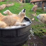 Irmãs ursos polares brincam em banheira de gelo