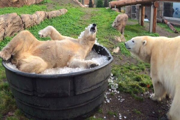 Irmãs ursos polares brincam em banheira de gelo