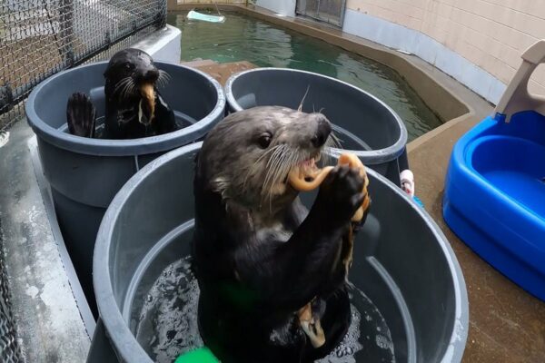 Lontras se divertem em banheiras de água