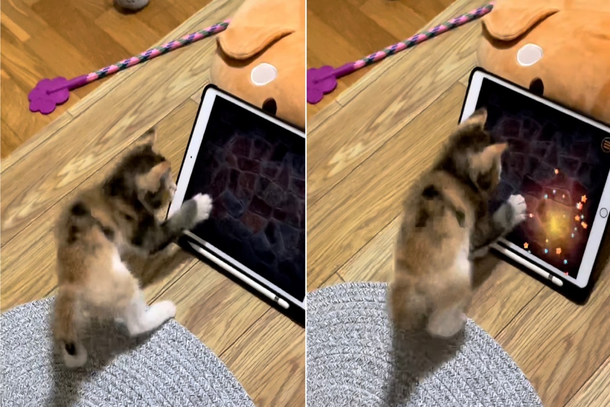 Paint for Cats aplicativo de jogo para iPad para gatos