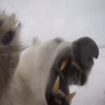 Urso polar faminto tenta invadir caixa que protege um cineasta de vida selvagem da BBC