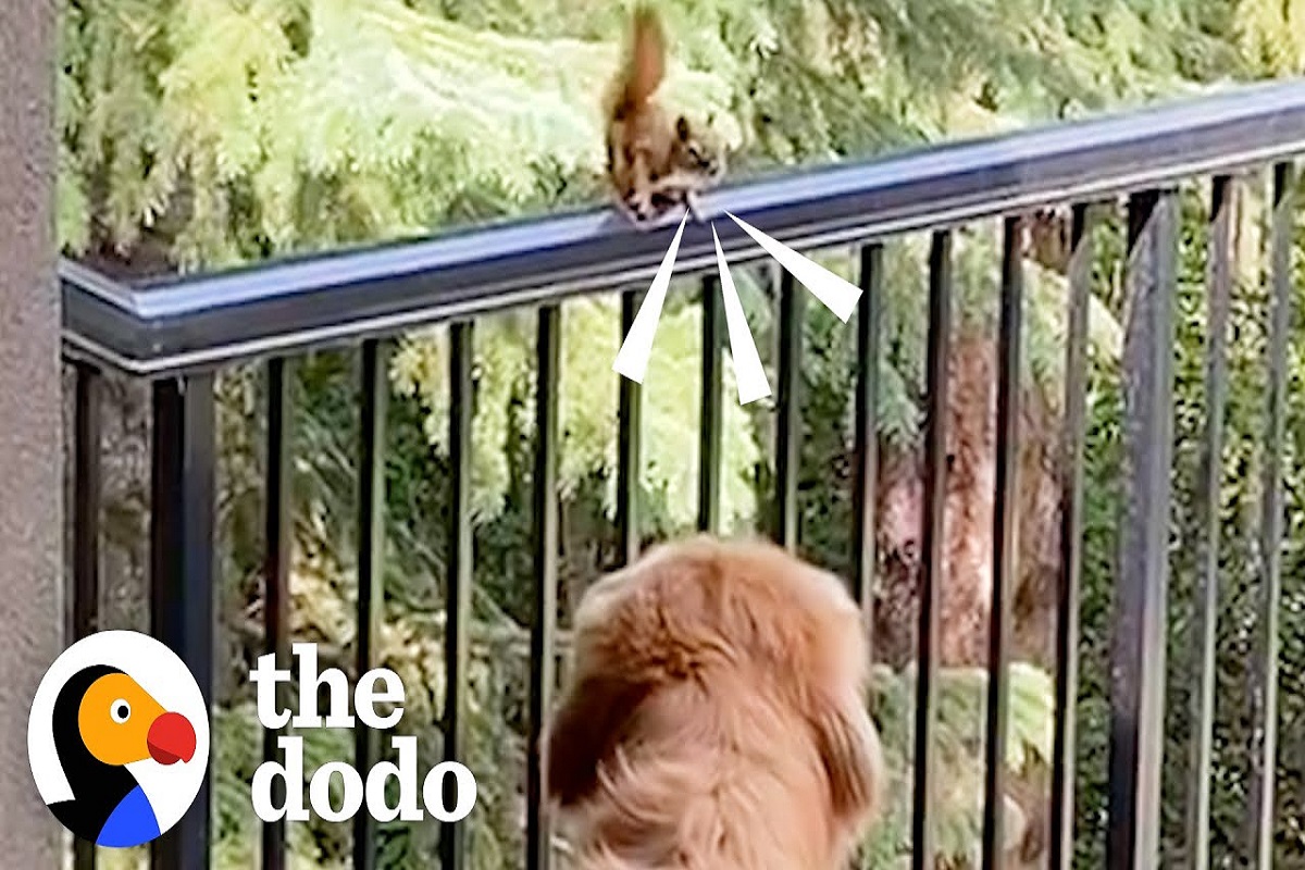 Golden Retriever e esquilo selvagem criam bela amizade